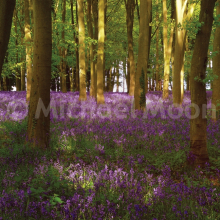 Bluebell Glade