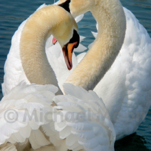 Embrace of the Heart