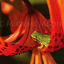 Lilly Frog