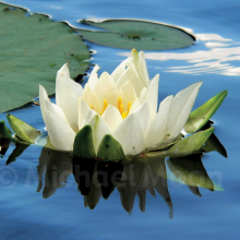 Purity