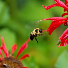 DSC_0017-web
