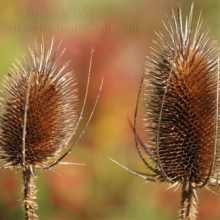DSC_0036-web
