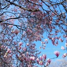 DSC_0058web