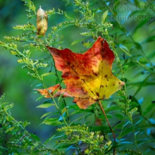 DSC_0068web