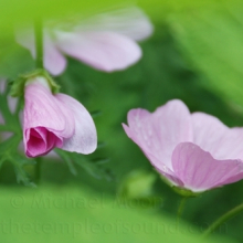 DSC_0082web