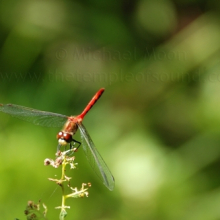 DSC_0235web