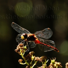 DSC_0248web