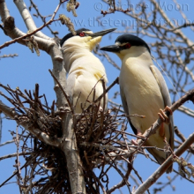 Kingfisher-love-nest-web