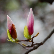 blossoming-together-web