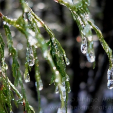 ceader-ice-web