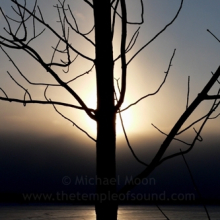 cold-naked-tree657