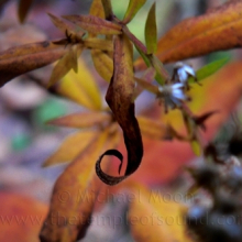 curley-leaf-web