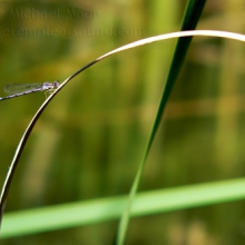 damselfly-web