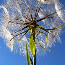 dandilion-seeds908-web