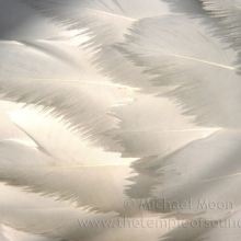 __feathers-web651