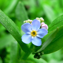 forgetmenot-web