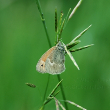 grass-moth1web