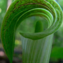 jack-in-the-pulpit-web