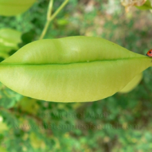 ladybug-lips-web