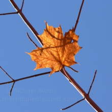 last-leaf-web