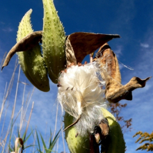 milkweed759-web