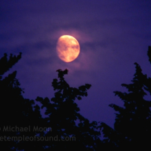 moon-trees-web