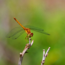 orange-dragonfly-web