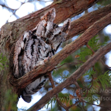 owl_0138web