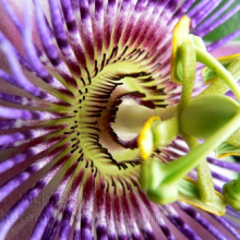 passionflower302web