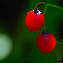 red-berry-glow-web