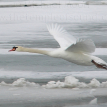 soaring-swan-web