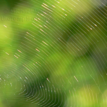 spiderweb-green-web