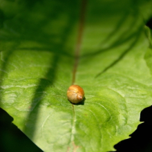 tiny-snail-on-leaf-web