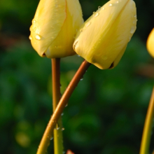 tulip-love-web