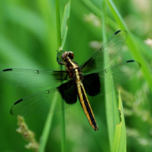 yellow-black-dragonfly1web