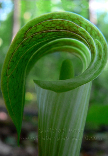 jack-in-the-pulpit-web
