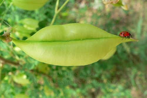 ladybug-lips-web