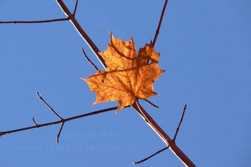 last-leaf-web