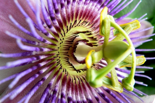 passionflower302web