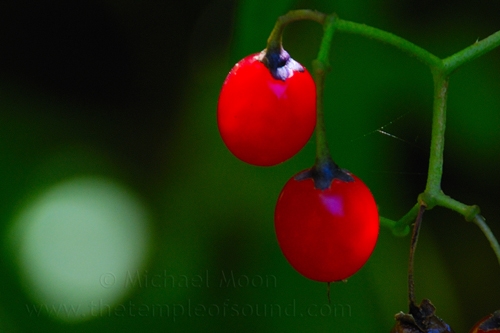red-berry-glow-web