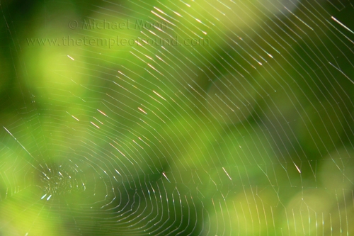 spiderweb-green-web