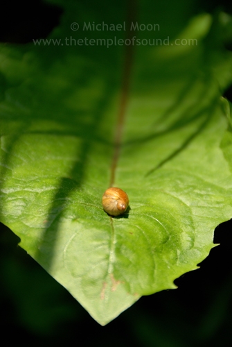 tiny-snail-on-leaf-web