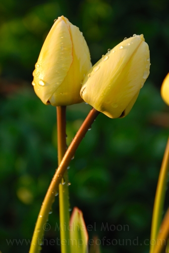 tulip-love-web