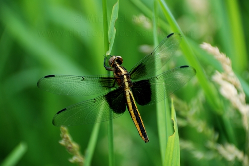 yellow-black-dragonfly1web